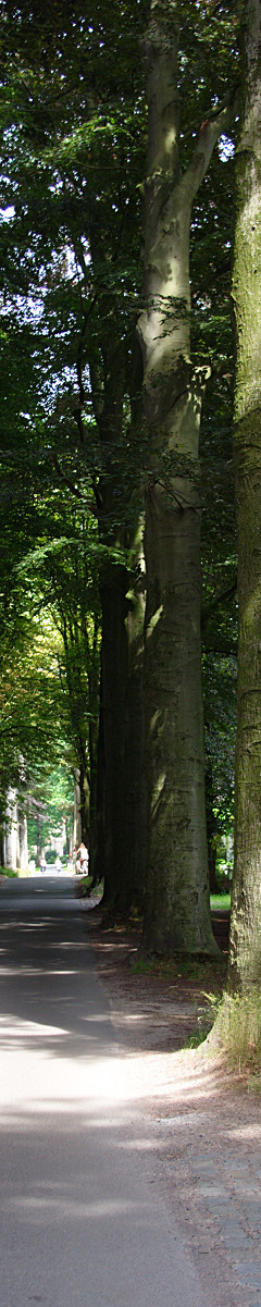 Bomen in dreven